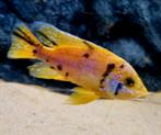 Malawi cichliden, Dieren en Toebehoren, Vissen | Aquariumvissen, Vis