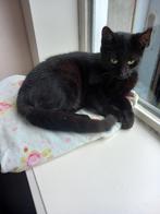Super lieve zwarte kitten zoekt een warm huisje., Dieren en Toebehoren, Poes