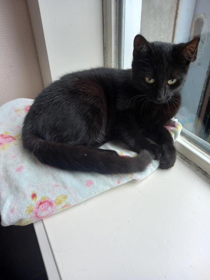 Super lieve zwarte kitten zoekt een warm huisje., Dieren en Toebehoren, Katten en Kittens | Raskatten | Korthaar, Poes