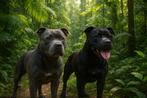 Engelse Stafford-pups-Staffordshire Bull Terrier, Dieren en Toebehoren, Honden | Jack Russells en Terriërs, Overige rassen, 8 tot 15 weken