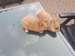 2  konijntjes, Meerdere dieren, Klein