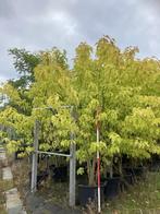 Bomen, Lente, 250 tot 400 cm, Volle zon, In pot
