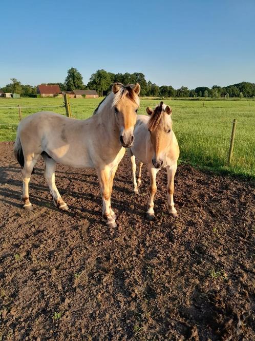 fjorden ruinen, Dieren en Toebehoren, Paarden, Meerdere dieren, Niet van toepassing, Minder dan 160 cm, 0 tot 2 jaar, Recreatiepaard