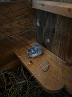 Super lieve dwerghamster, Juni, Hamster, Tam