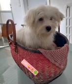 Mooie Sociale Maltezer pups, België, Maltezer, Particulier, 15 weken tot 1 jaar