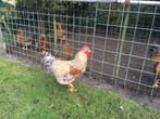 Haan, Dieren en Toebehoren, Pluimvee, Mannelijk, Kip
