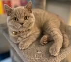POES “MIU MIU” BRITSE KORTHAAR VERMIST, Dieren en Toebehoren, Katten en Kittens | Raskatten | Korthaar, Poes