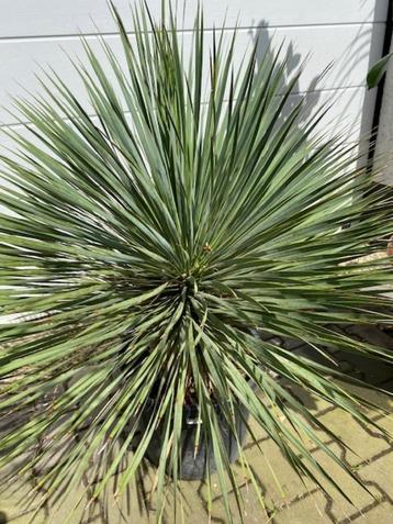 TE KOOP Yucca Rostrata, prachtige plant in pot