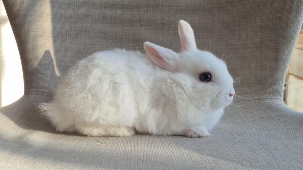 Tam dwergkonijntje | rammetje | albino, Dieren en Toebehoren, Konijnen, Mannelijk, Dwerg