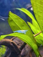 Prachtige blue jelly neocaridina garnaaltjes,hemelsblauw, Dieren en Toebehoren, Vissen | Aquariumvissen, Kreeft, Krab of Garnaal
