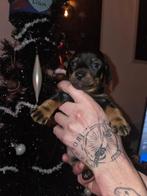 Teckel x Jack Russel pups, CDV (hondenziekte), 8 tot 15 weken, Korthaar, Dwerg