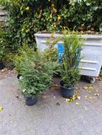 4x Taxus Baccata - Ideaal voor een mooie haag!, Tuin en Terras, Planten | Tuinplanten, Ophalen, Bloeit niet, Overige soorten, Volle zon