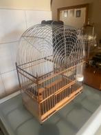 tekoop surinaamse zang kooitje, Geslacht onbekend, Wildzangvogel