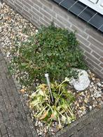 Potten blauw met planten (geen agapanthus), Ophalen, Overige soorten, Halfschaduw