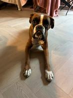 Boxer teef van bijna 4 jaar, Teef, Parvo, Eén hond, Nederland