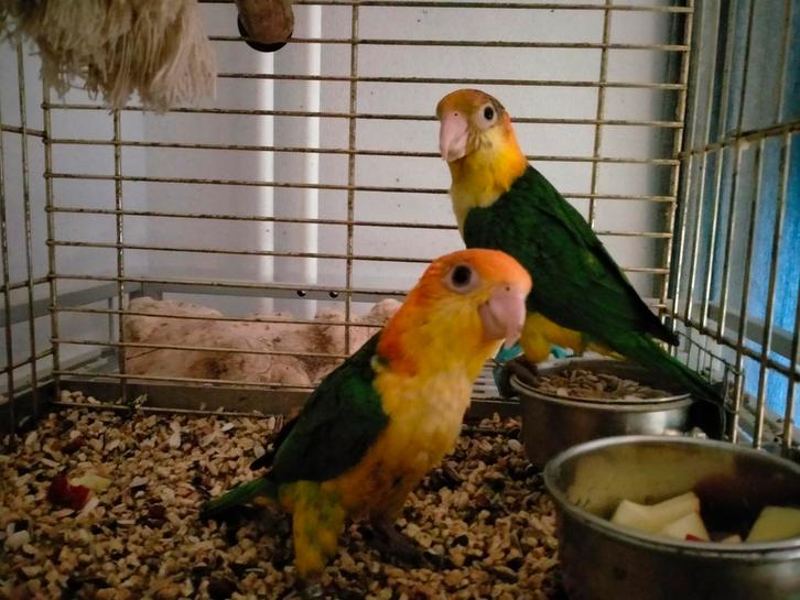 Jonge roestkop caique baby's net zelfstandig super lief, Dieren en Toebehoren, Vogels | Parkieten en Papegaaien, Papegaai, Meerdere dieren