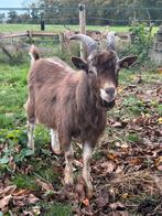 Jonge toggenburg bok, Dieren en Toebehoren, Mannelijk, Geit