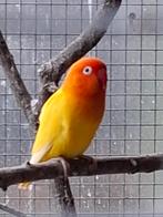 Kweekkoppel agapornis fisheri roodoog, Meerdere dieren, Dwergpapegaai of Agapornis