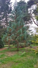 Te koop gevraagd: zaden of zaailingen blauwe sequoia, Tuin en Terras, Planten | Bomen, Ophalen of Verzenden, In pot, Overige soorten