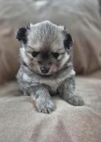 Bijzondere en unieke bearface pomeriaan pup, Rabiës (hondsdolheid), Reu, 8 tot 15 weken, Eén hond