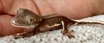 Wimpergekko, Dieren en Toebehoren, Reptielen en Amfibieën, Hagedis