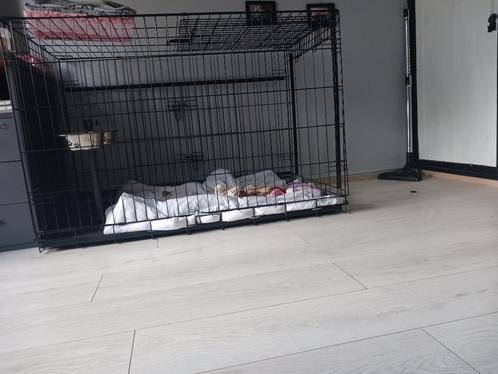Honden bench XXL, Dieren en Toebehoren, Hondenbenches, Zo goed als nieuw, Ophalen