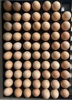 USA zijdehoen broedeieren, Dieren en Toebehoren, Pluimvee, Geslacht onbekend, Kip