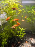 Platty Molly vissen, Vis, Zoetwatervis