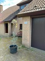 Eucalyptus gunnii divaricata, Tuin en Terras, Ophalen, Volle zon, Overige soorten, 100 tot 250 cm