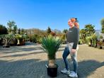 Yucca rostrata 30/40 cm stamhoogte te koop!!!, Overige soorten, Volle zon, Vaste plant, Ophalen of Verzenden