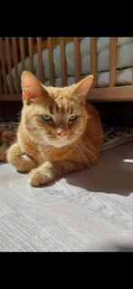 Lieve kat Simba zoekt een warm en blijvend thuis, Dieren en Toebehoren, Katten en Kittens | Overige Katten, Kater