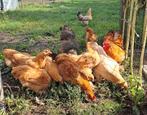 Hanen, 2025, Dieren en Toebehoren, Mannelijk, Kip
