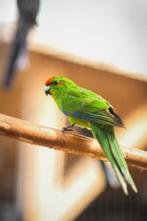 Kakariki jong | Vogels om tam te maken!, Meerdere dieren, Parkiet, Tam