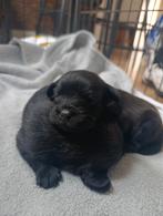 Prachtige dwerg poedel x pups, Dieren en Toebehoren, CDV (hondenziekte), 8 tot 15 weken, Meerdere, Meerdere dieren