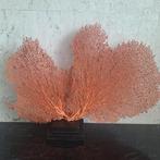 Prachtige natuurlijke waaier zeegras op voet, Nieuw, Ophalen of Verzenden, X, X