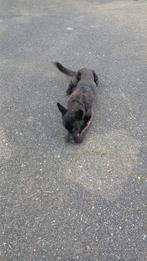 Hollandse herder reu 3 jaar oud, Dieren en Toebehoren, Honden | Herdershonden en Veedrijvers, Reu, Parvo, Eén hond, 3 tot 5 jaar