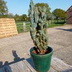 Cactus halve meter groot, Minder dan 100 cm, Overige soorten, Ophalen of Verzenden