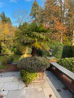 6 palmbomen met hardhouten bak, Tuin en Terras, 100 tot 250 cm, Zomer, Palmboom, Ophalen