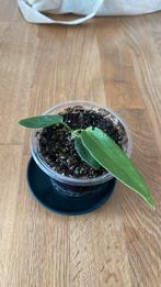 Anthurium pallidiflorum, Huis en Inrichting, Ophalen, Overige soorten, Halfschaduw, Minder dan 100 cm
