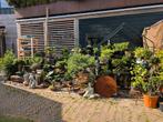 Bonsai Azalea Podocarpus Esdoorn Larix Pinus Juniperus, Ophalen of Verzenden, Bloeit niet, Overige soorten, Minder dan 100 cm