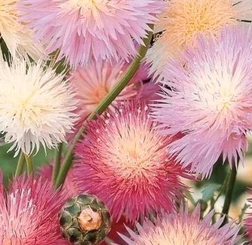 Zaden Keizerskorenbloem- Centaurea moschata/Amberboa moschat, Tuin en Terras, Bloembollen en Zaden, Zaad, Voorjaar, Volle zon