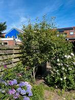 Krentenboom wit bloeiend, Tuin en Terras, Planten | Bomen, Overige soorten, Lente, 100 tot 250 cm, Ophalen