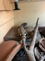 3 Heloderma horridum exasperatum, Dieren en Toebehoren, Reptielen en Amfibieën, Slang, 0 tot 2 jaar