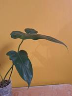 Philodendron golden dragon, Huis en Inrichting, Kamerplanten, Ophalen of Verzenden