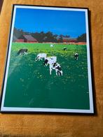 Litho van grazende koeien te Veenhuizen, Antiek en Kunst, Kunst | Litho's en Zeefdrukken, Ophalen of Verzenden