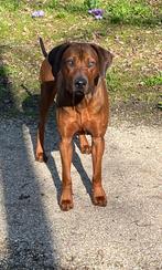 Mooie Rhodesian ridgeback dekreu, Dieren en Toebehoren, Reu, CDV (hondenziekte), 1 tot 2 jaar, Eén hond