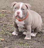 American pocket bully puppy's nog maar 2 reutjes beschikbaar, Rabiës (hondsdolheid), Overige rassen, 8 tot 15 weken, Meerdere
