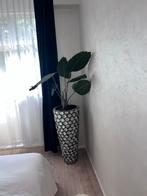 Mooie kamerplant met unieke pot, Overige soorten, In pot, 150 tot 200 cm, Groene kamerplant