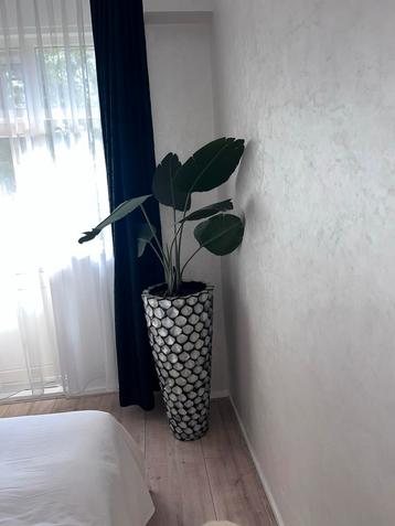 Mooie kamerplant met unieke pot beschikbaar voor biedingen