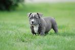 American Pocket Bully pups *laatste teefje beschikbaar*, Overige rassen, 8 tot 15 weken, Meerdere, Meerdere dieren